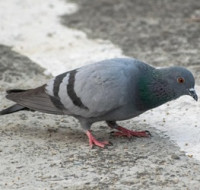 SVS ruší rizikovou oblast s opatřeními proti ptačí chřipce ve třech krajích